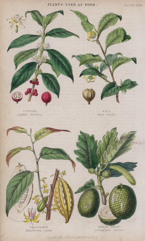 Café; Chá; Chocolate; Pão de fruta (gravação a cores) de W. Fitch