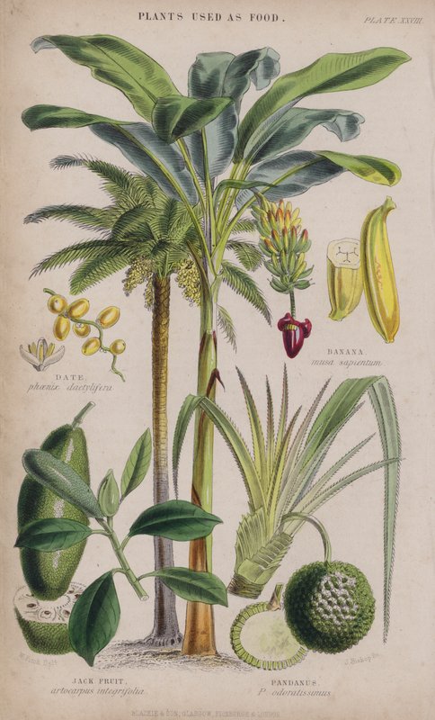 Data; Banana; Jack Fruit; Pandanus (gravação a cores) de W. Fitch