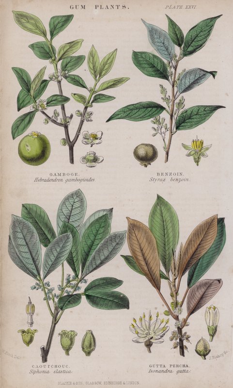 Gamboge; Benzoin; Caoutchouc; Gutta Percha (gravura colorida) de W. Fitch