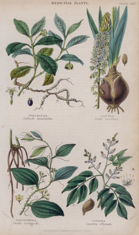 Ipecacuan; Squill; Sarsaparilla; Copaiba (gravura colorida) de W. Fitch