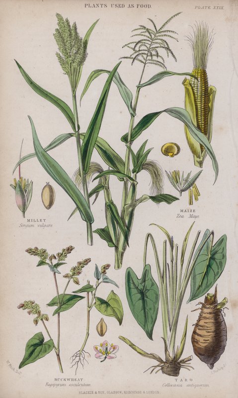 Milho; Milho; Trigo mourisco; Taro (gravura colorida) de W. Fitch