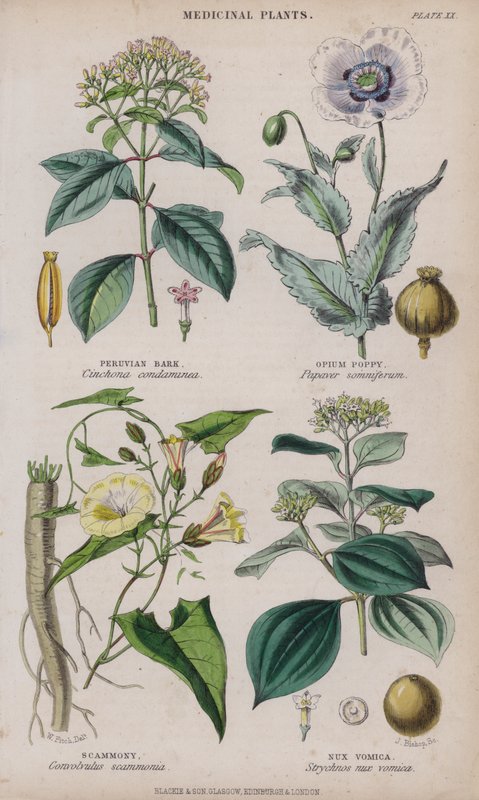 Casca peruana; Papoila de ópio; Scammony; Nux Vomica (gravura colorida) de W. Fitch