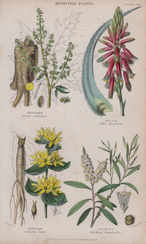 Ruibarbo; Aloé; Gentiana; Cajeput (gravação a cores) de W. Fitch