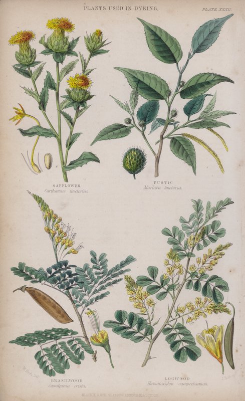 Safflower; Fustic; Brasilwood; Logwood (gravura colorida) de W. Fitch