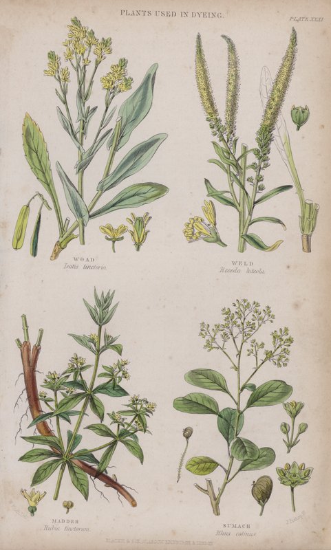 Woad; Weld; Madder; Sumach (gravura colorida) de W. Fitch