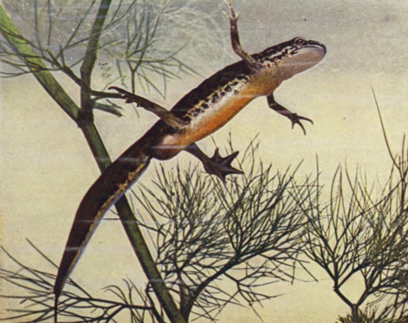 Palmate Newt, macho, Mariposa palmata (foto colorida) de W. J. Stokoe