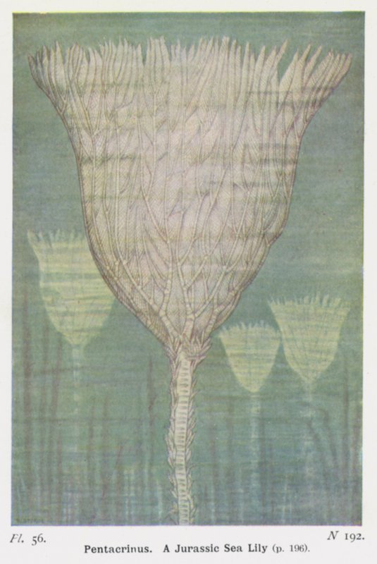 Pentacrinus, um lírio do mar jurássico (lito colorido) de W. J. Stokoe