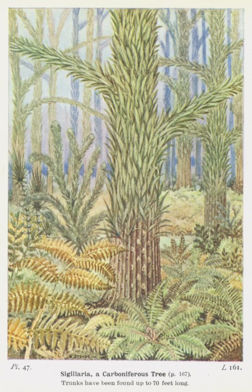 Sigilária, uma árvore carbonífera (cor litho) de W. J. Stokoe