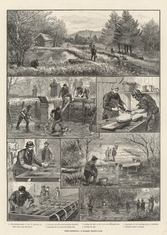 Criação de peixes, uma fazenda de trutas Surrey de Walter Paget