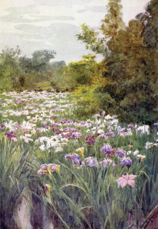 Íris e Kitano, Quioto de Walter Frederick Roofe Tyndale