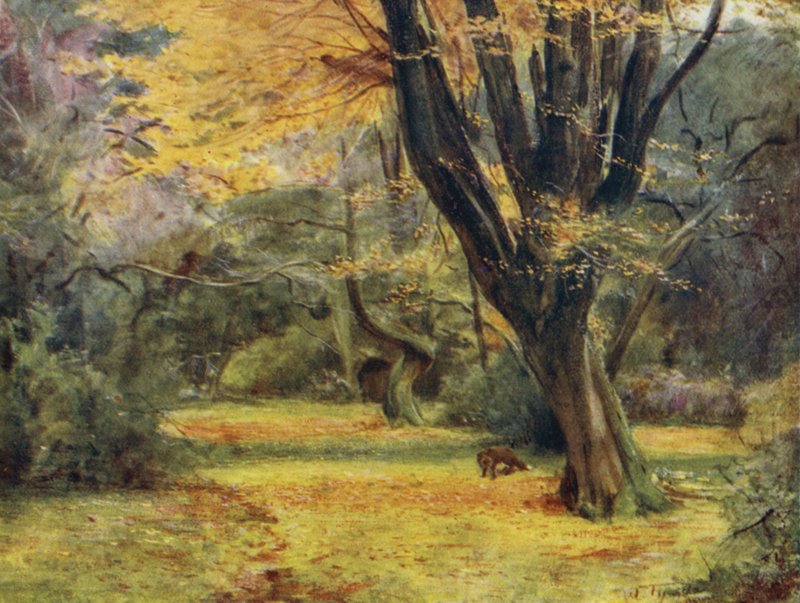 A Nova Floresta: Maples, perto de Queen