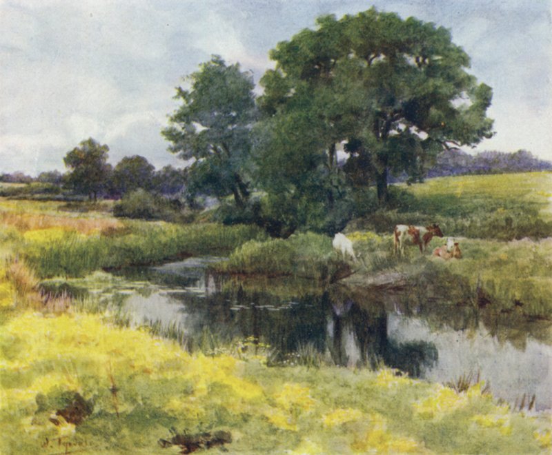 A Nova Floresta: No Rio Lymington (cor litho) de Walter Frederick Roofe Tyndale