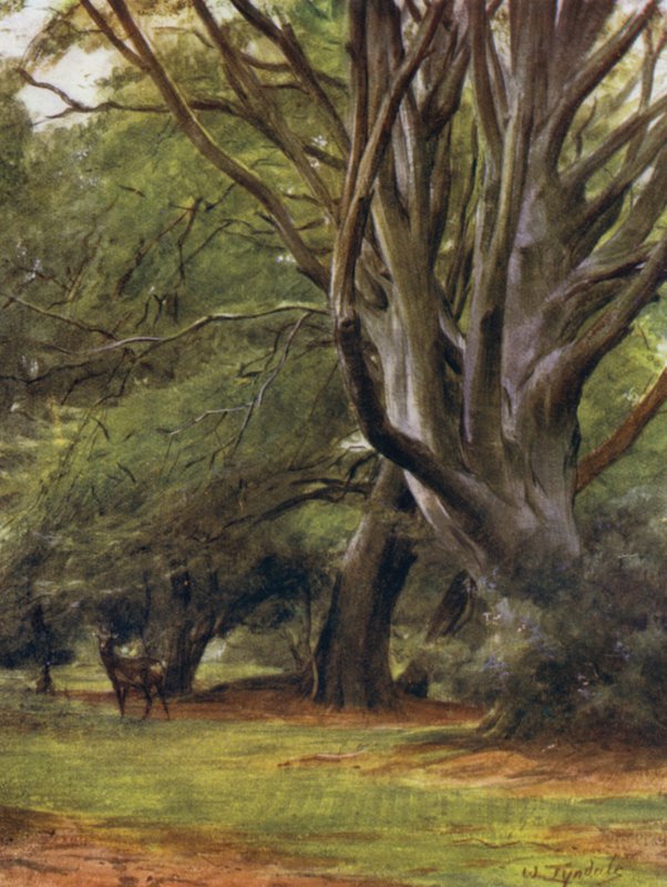 A Nova Floresta: Penerley Woods (cor litho) de Walter Frederick Roofe Tyndale