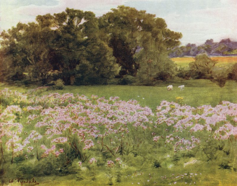 A Nova Floresta: Riversdale, Boldre (cor litho) de Walter Frederick Roofe Tyndale
