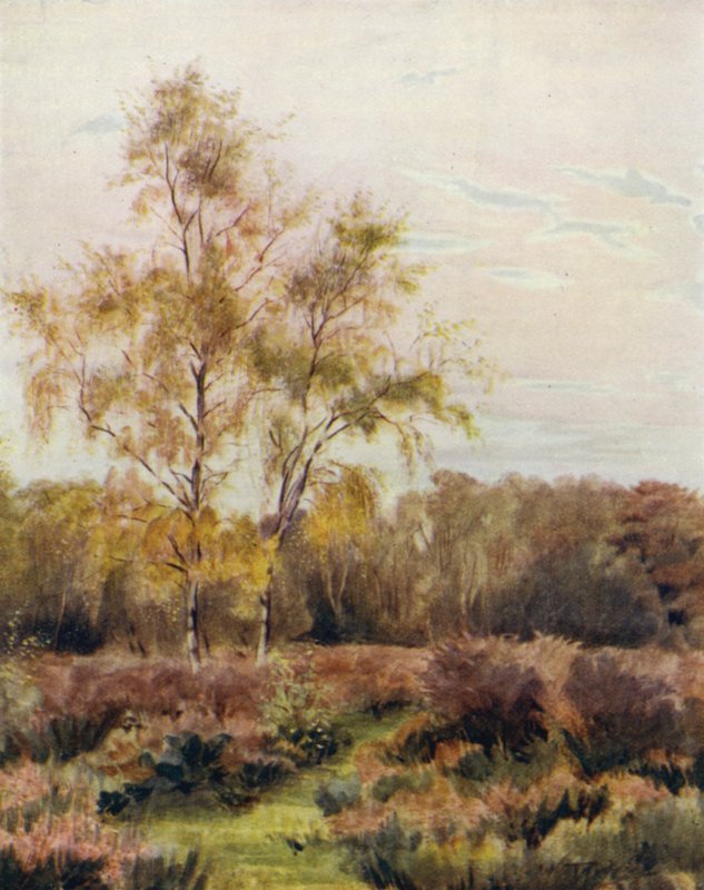 The New Forest: Rushpole Common, perto de Lyndhurst Race Course de Walter Frederick Roofe Tyndale