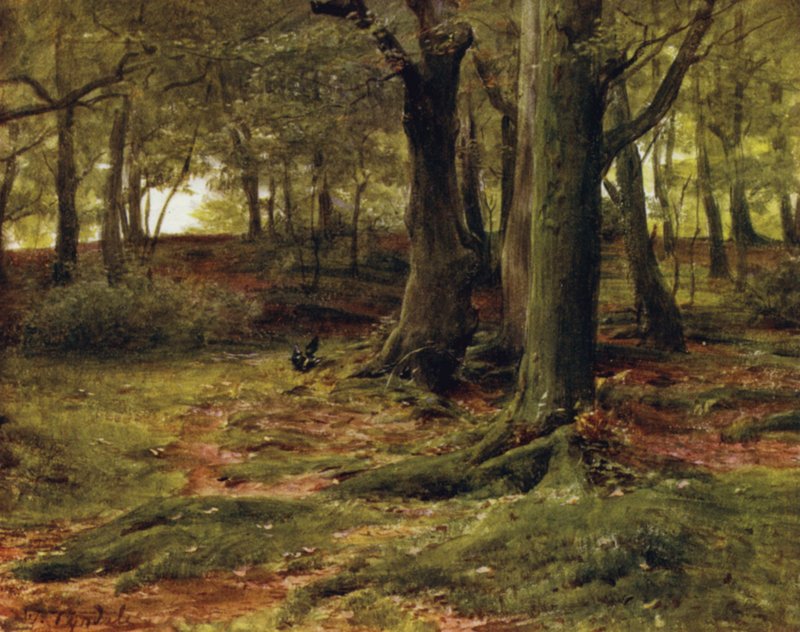A Nova Floresta: The Hill Woods, Lyndhurst (cor litho) de Walter Frederick Roofe Tyndale