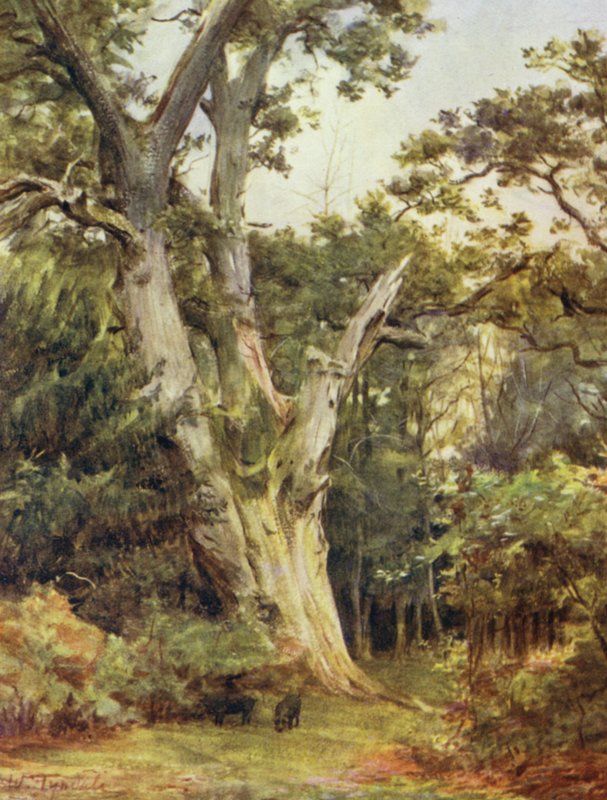A Nova Floresta: O Rei em Boldrewood (cor litho) de Walter Frederick Roofe Tyndale