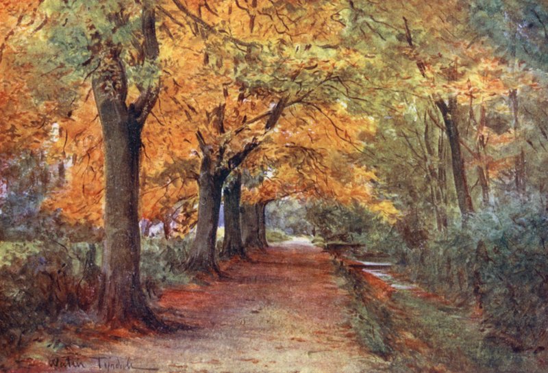 Wessex: Bockhampton Bank, perto de Dorchester (litografia a cores) de Walter Frederick Roofe Tyndale