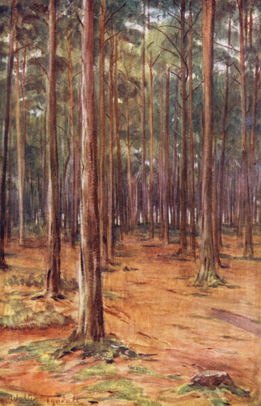 Wessex: Pinhais perto de Bournemouth (litografia a cores) de Walter Frederick Roofe Tyndale