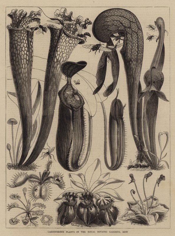 Plantas carnívoras no Royal Botanic Gardens, Kew de Walter Granville Smith