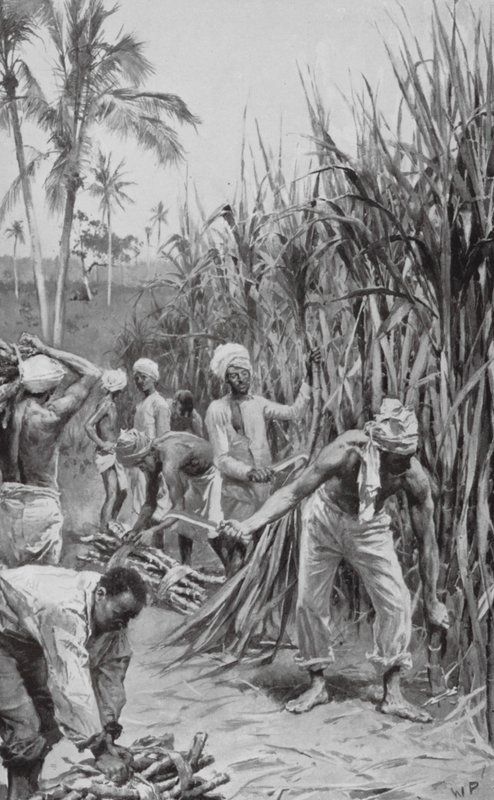 Trabalhadores rurais de Trinidad a trabalhar num canavial (litografia) de Walter Paget