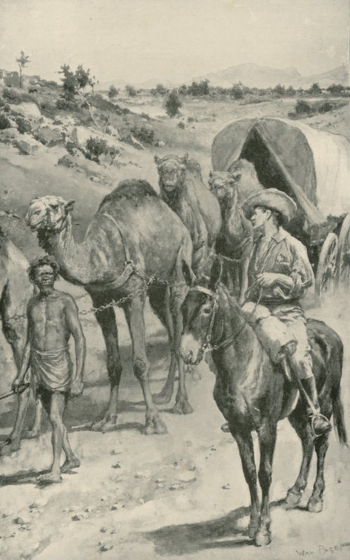 Uma camelo-caravana, Austrália Ocidental de Walter Stanley Paget