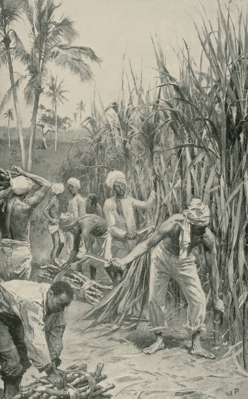 Coolies de Trinidad no trabalho em um canavial de Walter Stanley Paget