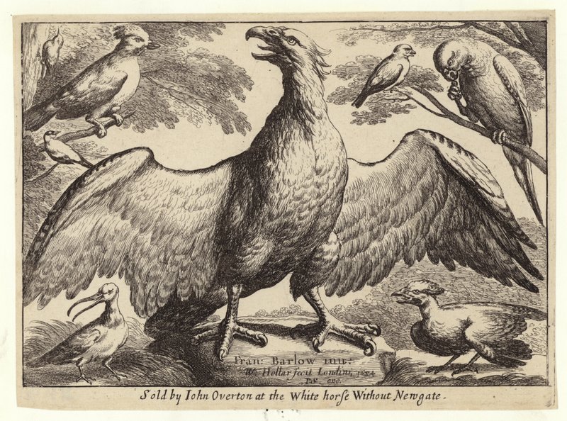 Águia e outras aves de Wenceslaus Hollar