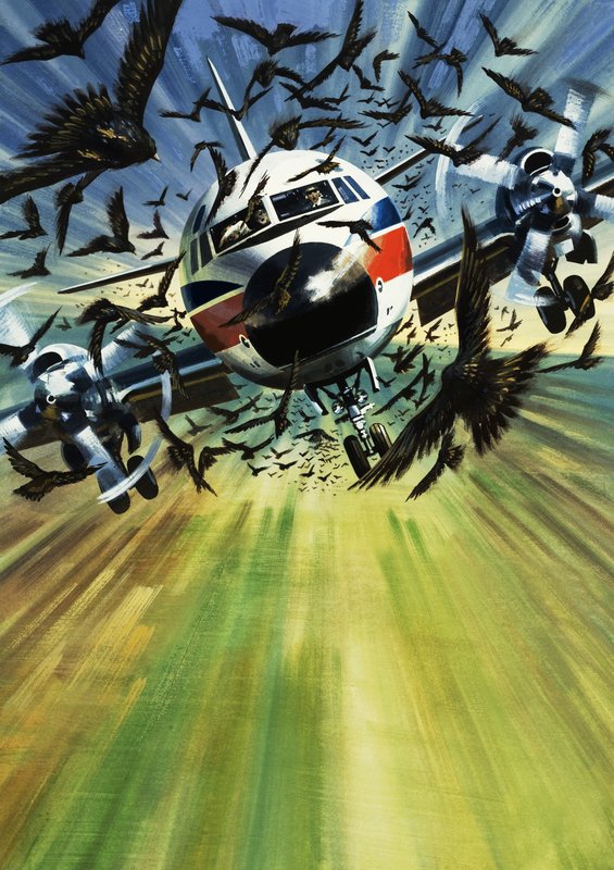 Um avião de passageiros ameaçado por um bando de pássaros de Wilf (20th century) Hardy