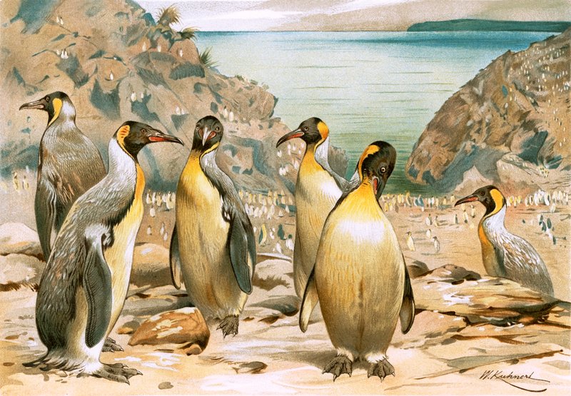 Pinguins gigantes de Wilhelm Kuhnert