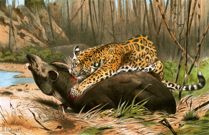 Jaguar matando anta de Wilhelm Kuhnert