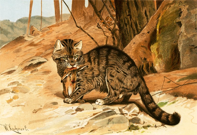 Gato selvagem de Wilhelm Kuhnert