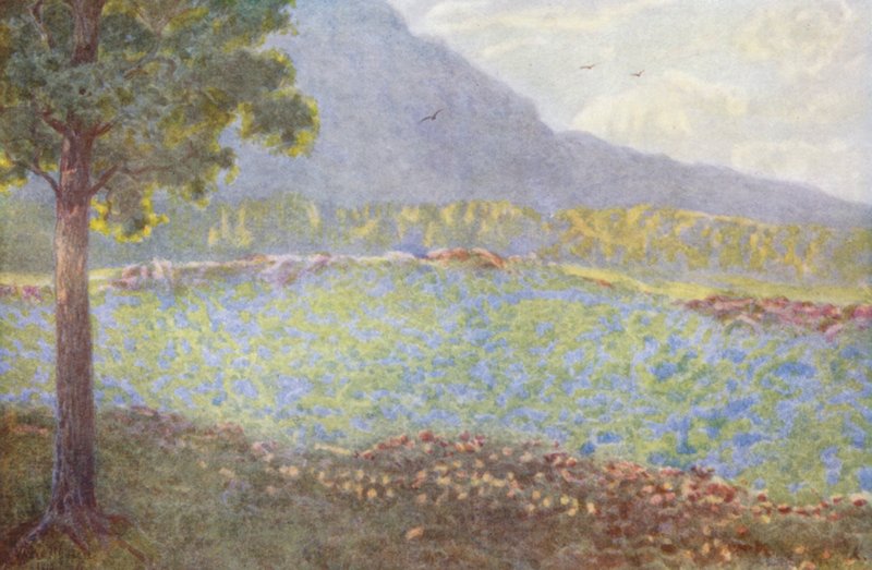 Hortênsias azuis em Groote Schuur (litografia a cores) de Wilhelm Westhofen