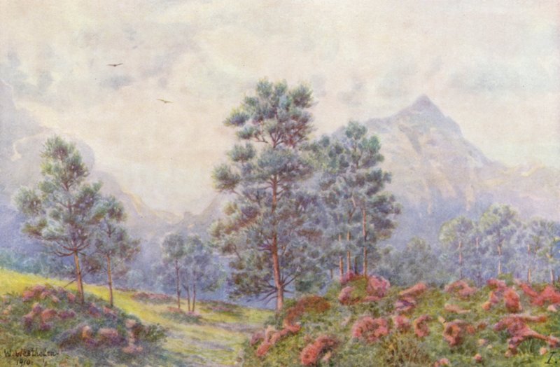 Árvores de prata e gerânios selvagens (litografia a cores) de Wilhelm Westhofen