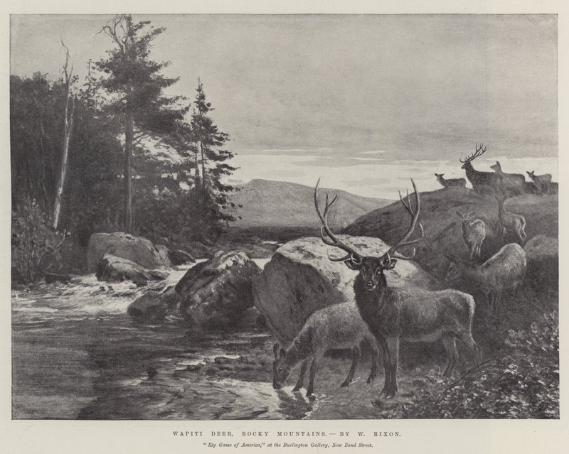 Cervos de Wapiti, montanhas rochosas de William Augustus Rixon