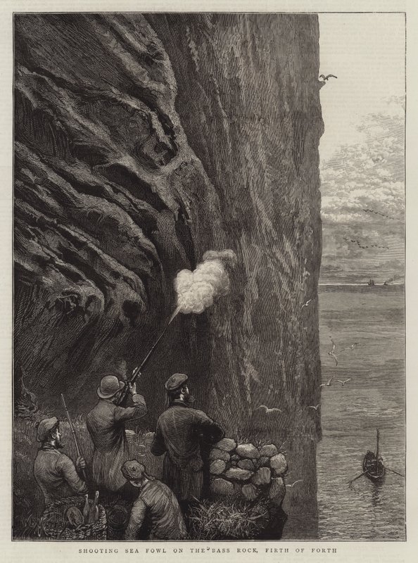 Tiro de aves marinhas no Bass Rock, Firth of Forth de William Bazett Murray