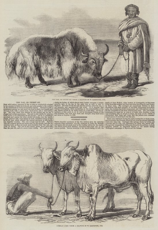O iaque ou o boi Thibet de William Carpenter