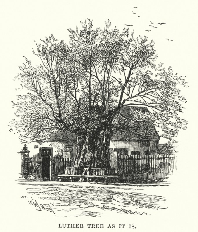 Luther Tree como é de William Henry James after Boot