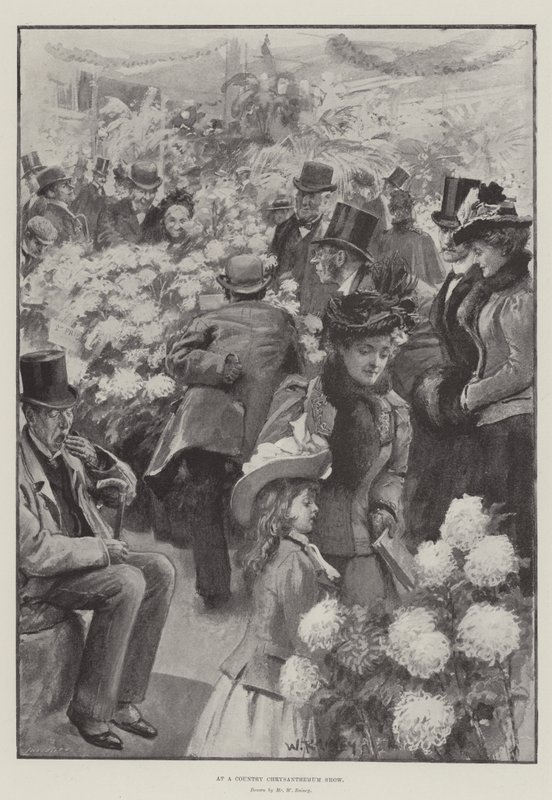 Em um show de crisântemo do país de William Rainey