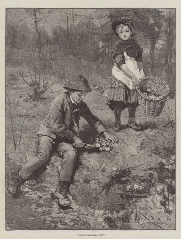 Onde Primroses Grow de William Rainey