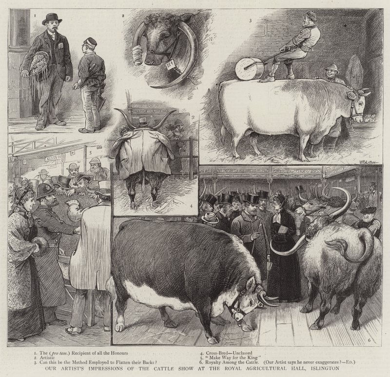 As impressões do nosso artista sobre o show de gado no Royal Agricultural Hall, em Islington de William Ralston