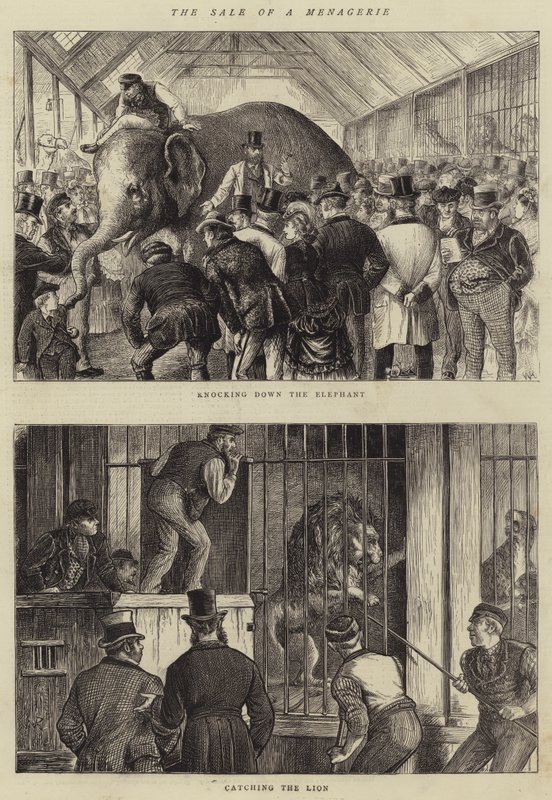 A venda de um menagerie de William Ralston