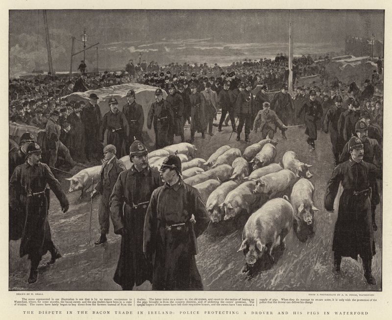 A disputa no comércio de bacon na Irlanda, a polícia protegendo um drogado e seus porcos em Waterford de William Small
