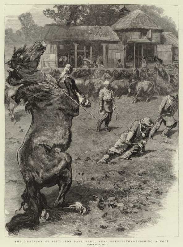 Os Mustangs em Littleton Park Farm, perto de Shepperton, laçando um Colt de William Small