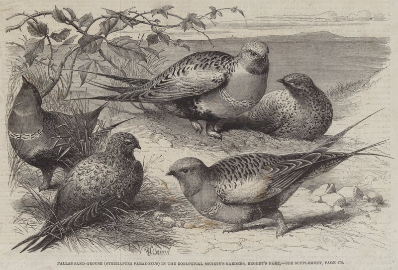 Pallas Sand-Grouse (Syrrhaptes paradoxus) nos Jardins da Sociedade Zoológica, Regent&39;s Park de William Stephen Coleman