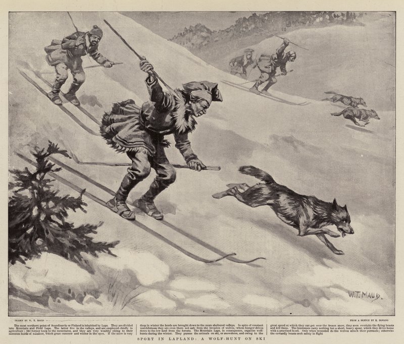 Esporte na Lapônia, uma caça ao lobo no esqui de William T. Maud