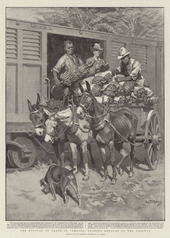 O renascimento do comércio na Jamaica, carregando bananas na estrada de ferro de William T. Maud