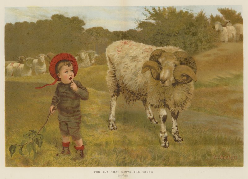 O menino que dirigiu o carneiro (cromolitho) de William Weekes