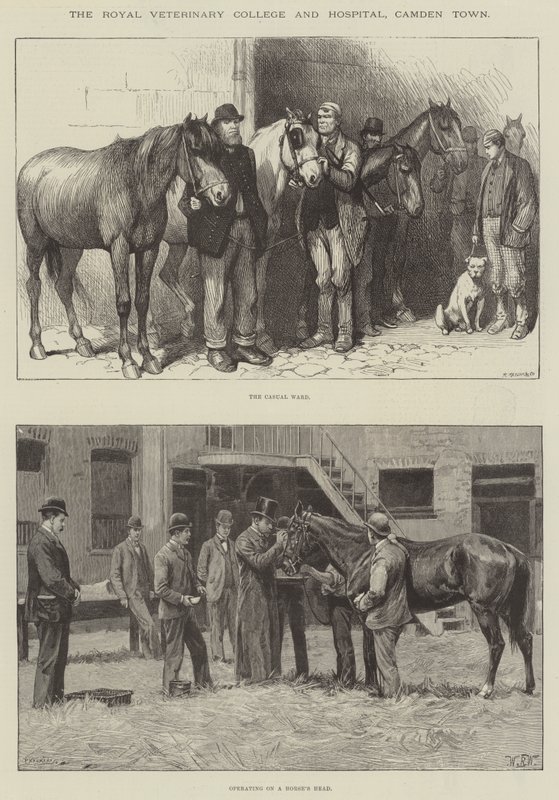 O Royal Veterinary College e Hospital, Camden Town de William Barnes Wollen