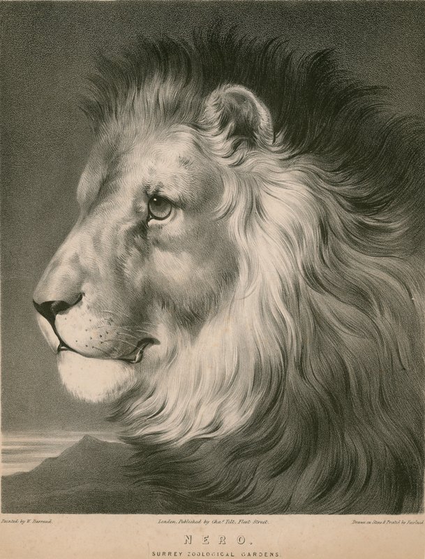 Nero o leão, jardins zoológicos de Surrey, Londres de William Barraud